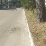 Asfalto rovinato dalle radici lungo viale dei Pini