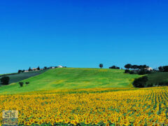 Campagna d'estate - Foto Meri Venturi