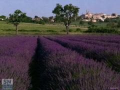 Lavanda in fiore - Foto Simona Santarelli