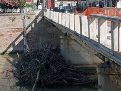Tronchi e detriti sotto ponte Garibaldi a Senigallia