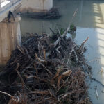 Tronchi e detriti sotto ponte Garibaldi a Senigallia