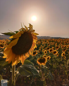 Sunflower - Foto Cristina Giachè