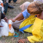 Festa Castellana a Scapezzano di Senigallia