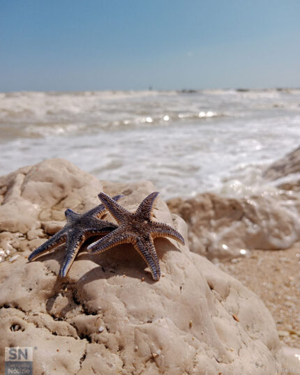 Piccoli tesori del mare - Foto Cristina Giachè