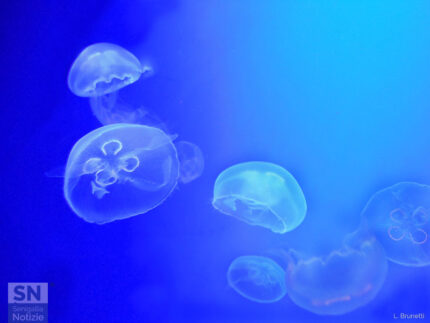 Meduse nel blu - Foto Loriano Brunetti