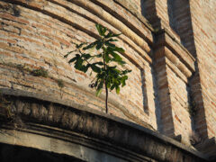Porta Mazzini lato via Cavallotti con fico