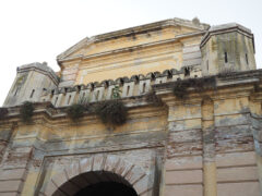Porta Mazzini lato viale Leopardi con fico