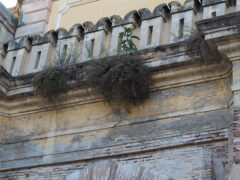 Porta Mazzini lato viale Leopardi con fico