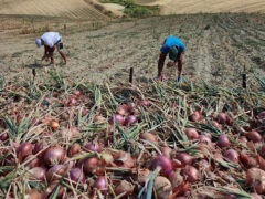 Raccolta della cipolla di Suasa