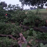 Rimozione albero caduto a Ostra Vetere su strada del Burello