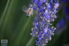Volo verso il viola - Foto Leonardo Marozza