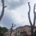 Abbattimento alberi in viale A. Garibaldi