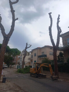 Abbattimento alberi in viale A. Garibaldi