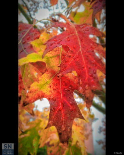 Autumn colors - Foto Cristina Giachè
