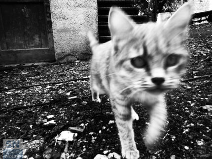 Miao - Foto Loriano Brunetti