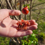 Festa dell'Albero 2023 alla scuola Morganti di Pianello di Ostra