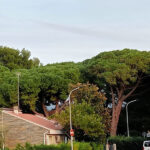 Pini di via Capri a Marzocca