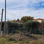 Potature in corso a Borgo Catena