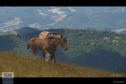 Monte Catria, cavalli al pascolo - Foto Rossella Ronchetti