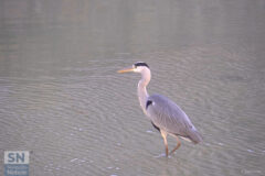 Eleganza - Foto Leonardo Marozza