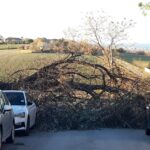 Alberi sradicati dal forte vento a Montignano