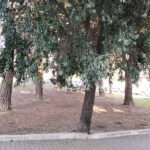 Alberi da potare al Parco della Pace