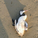 Carcassa di svasso maggiore