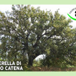 Tessera 2024 GSA Senigallia