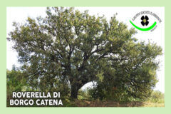 Tessera 2024 GSA Senigallia