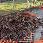 Radici tagliate ai pini di via Ancona