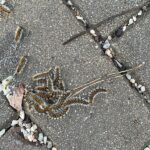 Processionarie in via Marche