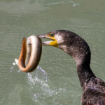 Cormorano cattura anguilla a Senigallia - Foto Leonardo Luconi
