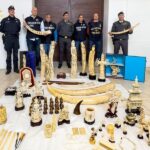 Avorio sequestrato dalla Guardia di Finanza