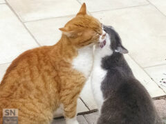 Coccole feline - Foto Giancarlo Rossi