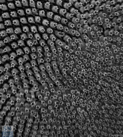 Semi di girasole - Foto Franco Senigalliesi