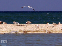 Buon viaggio - Foto Roberto Polverari
