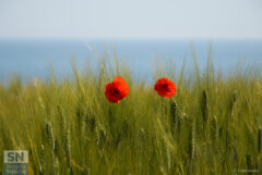 Tra il mare e il grano - Foto Claudio Cremonesi