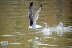 A pelo d'acqua - Foto Fedele Ruvio