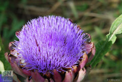 Carciofo in fiore - Foto Pier Vanni Allegranza