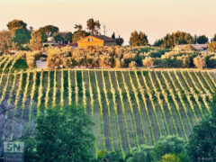 Filari - Foto Barbara Brusoni