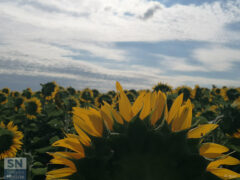 Spettatori - Foto Roberta Bisci