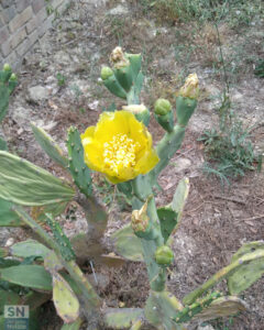 Giallo come il sole - Foto Ornella Politi