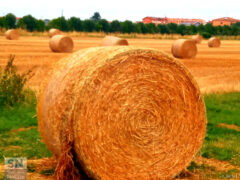 Like a rolling stone - Foto Alberto Bertini