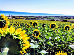 Vista mare - Foto Romina Togni