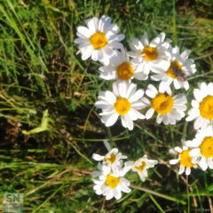 Sarnano, fiori spontanei - Foto Giancarlo Rossi