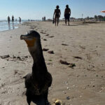 Cormorano sulla spiaggia di Senigallia