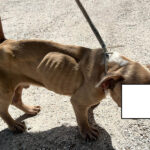 Cane denutrito e disidratato sequestrato a Trecastelli