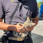 Gatto estratto dal vano motore di un'automobile