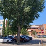 Ombra prodotta dagli alberi