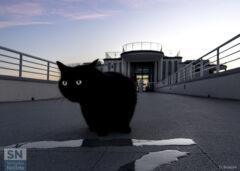 Amici alla Rotonda - Foto Daniele Brescini